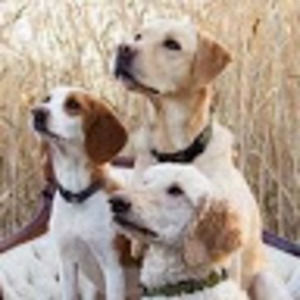 Meet your Posher, Annie